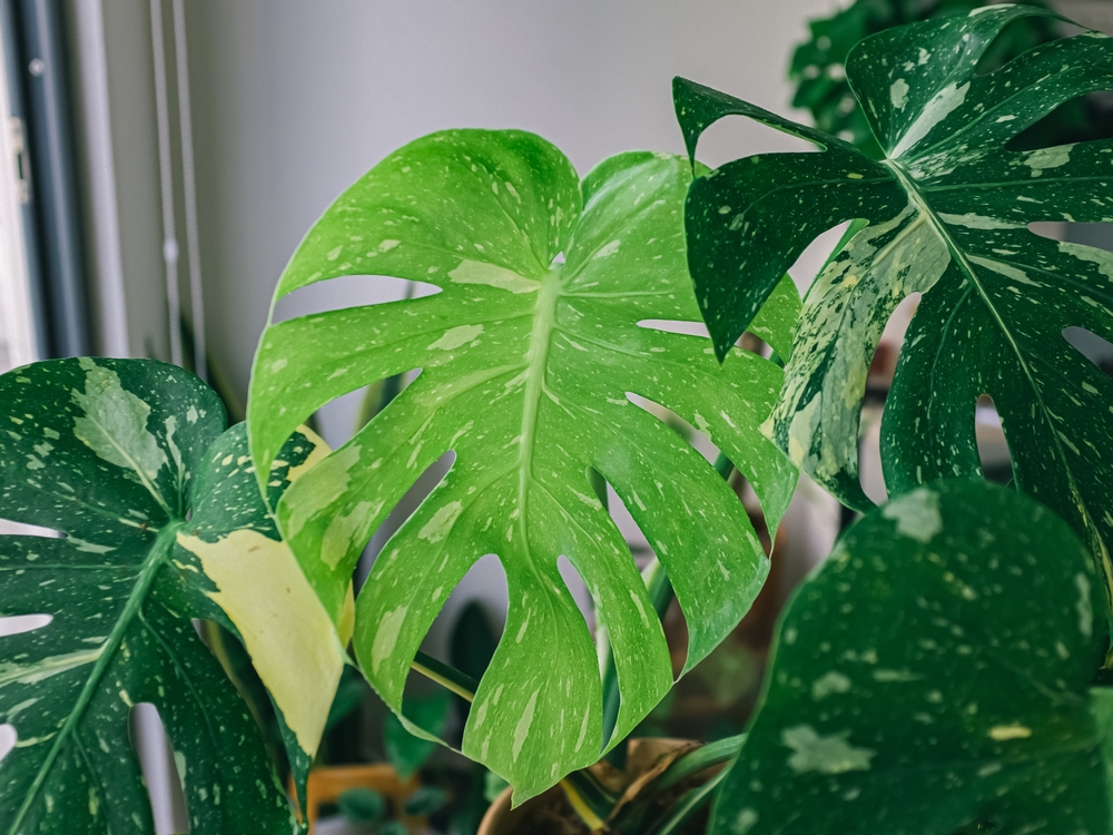 Rare,Variegated,Tropical,Monstera,Deliciosa,Thai,Constellation,Houseplant