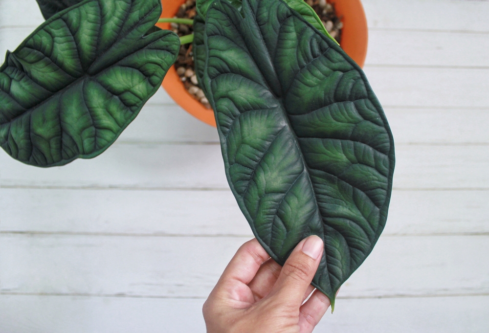 Leaf detail on Alocasia