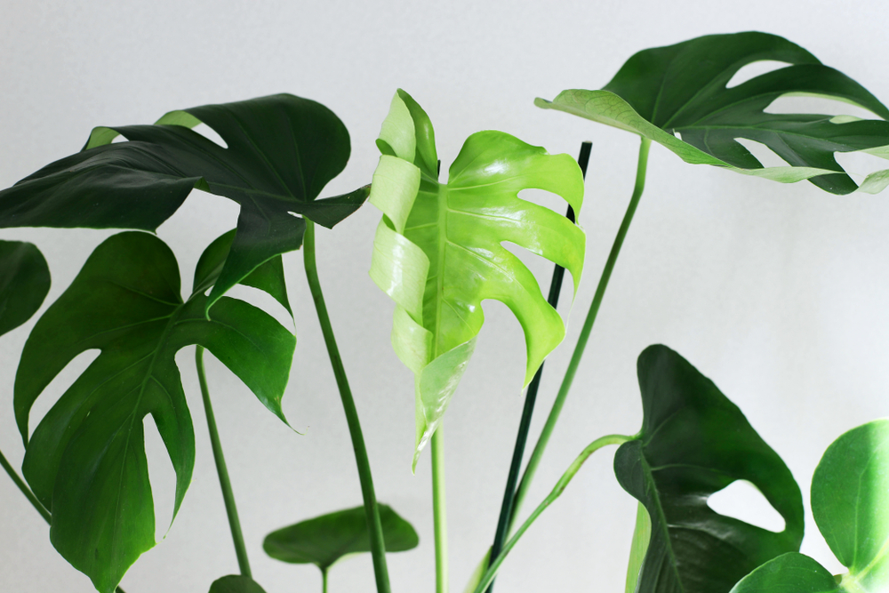 Leaves of a young Monstera plant Unfolding