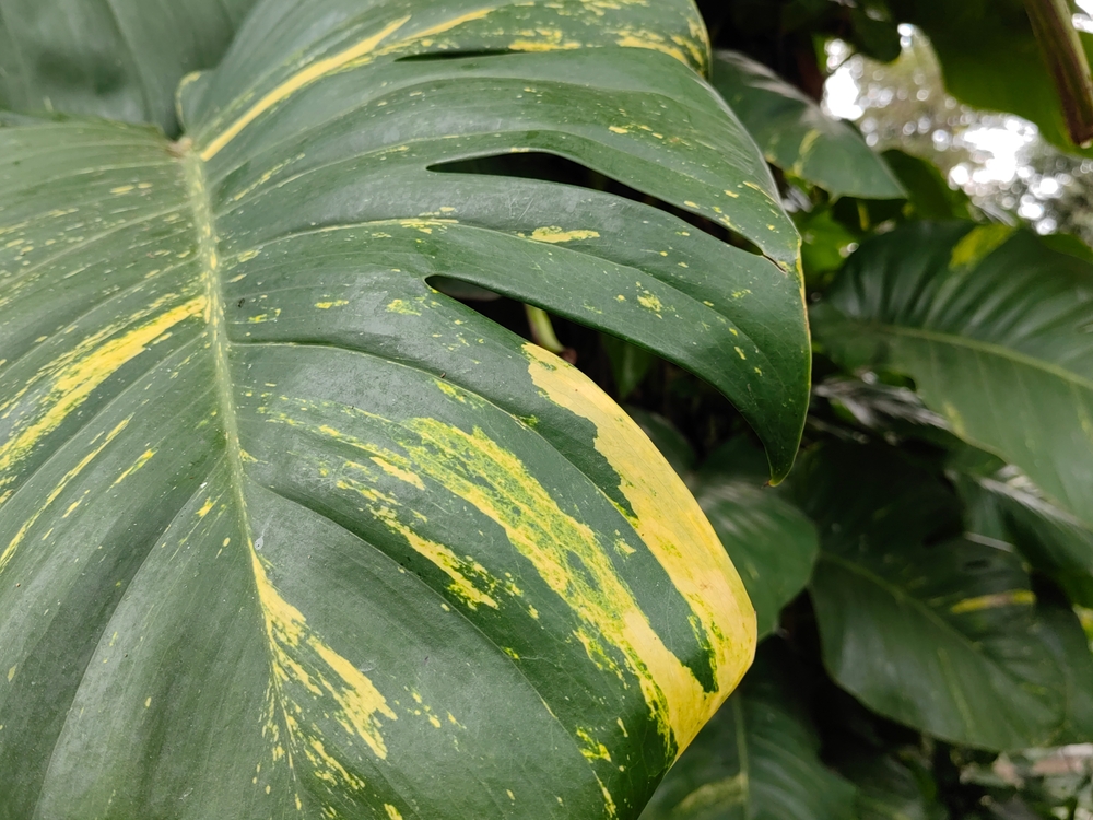 Monstera Aurea