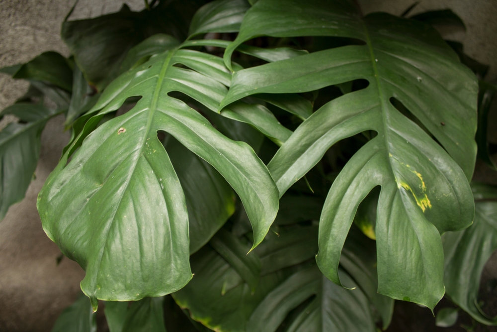 Monstera Borsigiana leaves