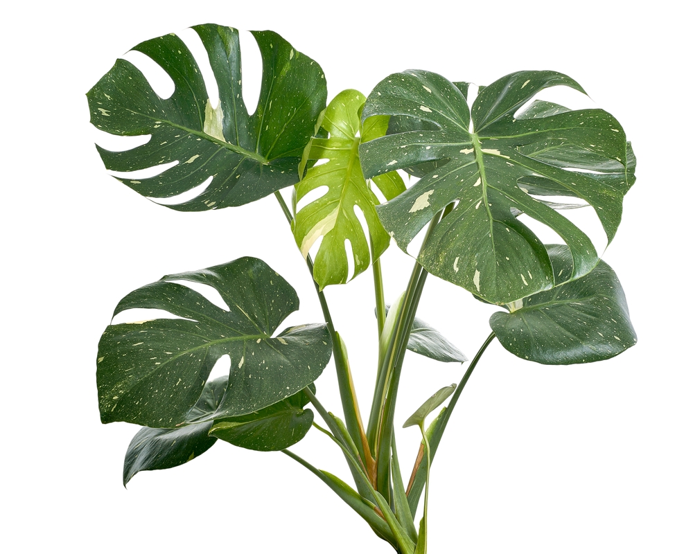 Monstera Deliciosa Thai Constellation