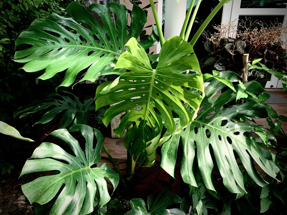 Sun,Light,On,A,Leaf,Of,Monstera,,,Tropical,Plants