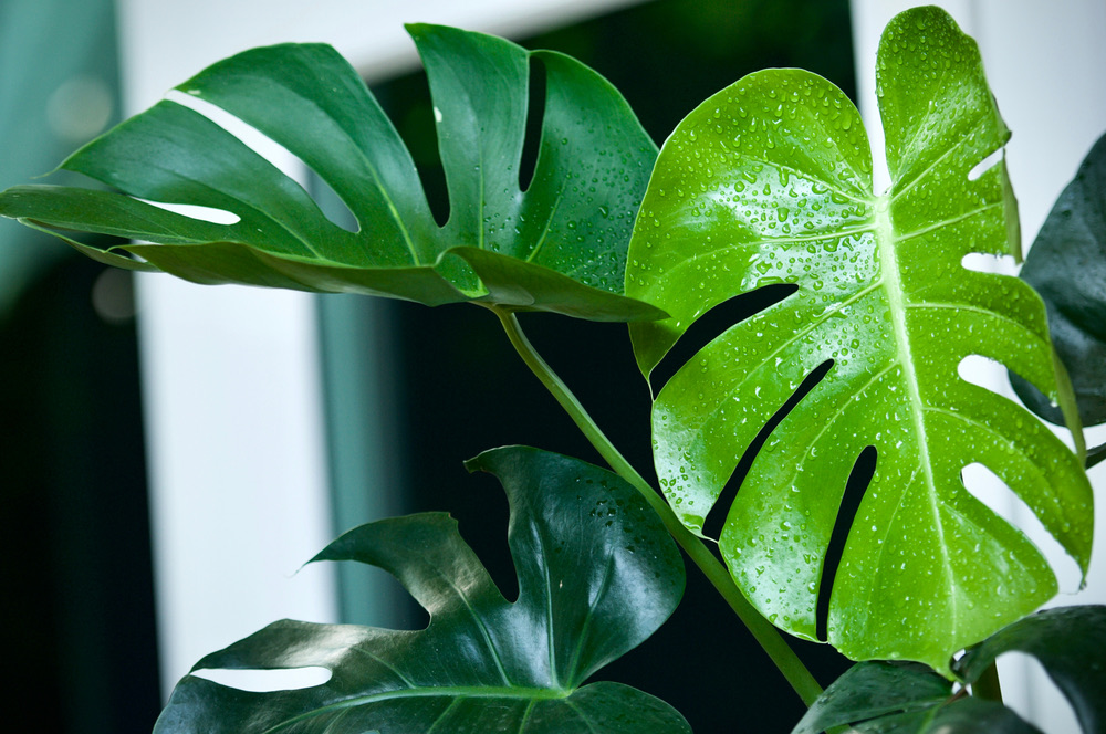 How Long Does It Take A Monstera Leaf To Unfurl Answered Foliage