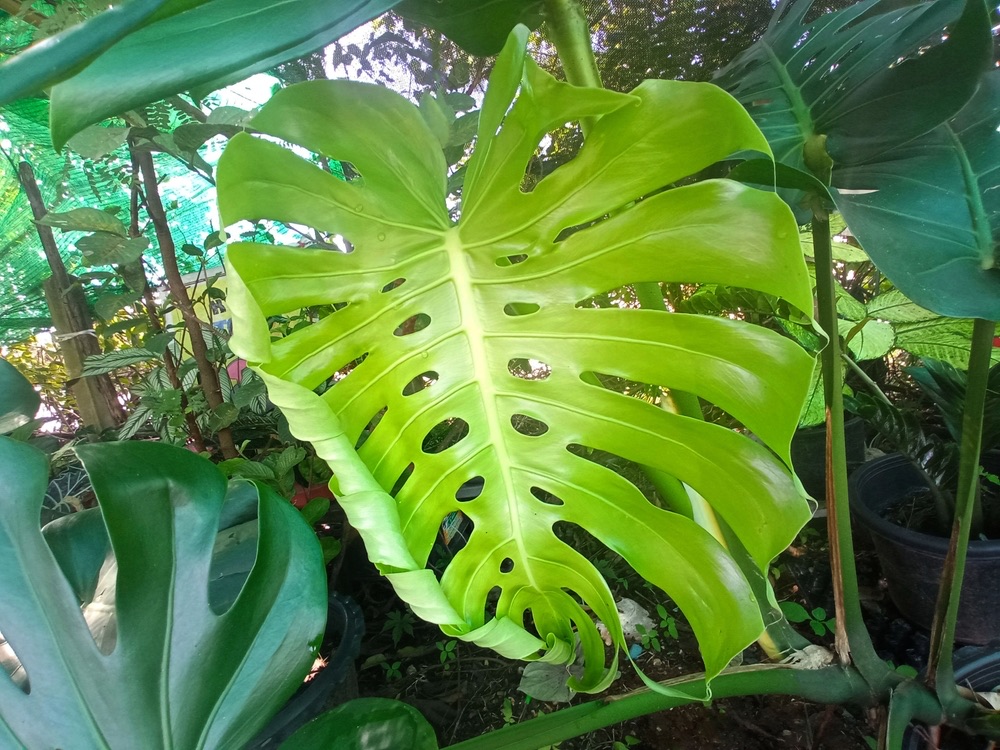 Top veiw, Bright fresh monstera leaf on tree soft blurred background for stock photo or advertisement, Genus of flowering plants, Tropical plants