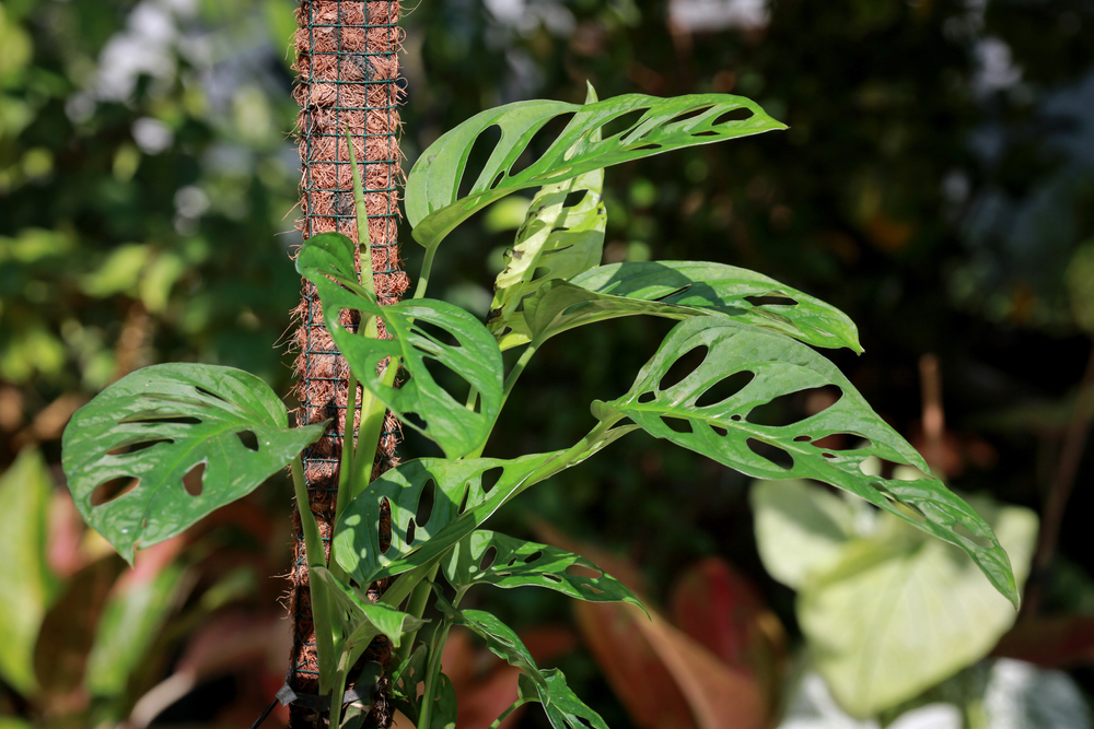 Monstera acuminata on a coco pole