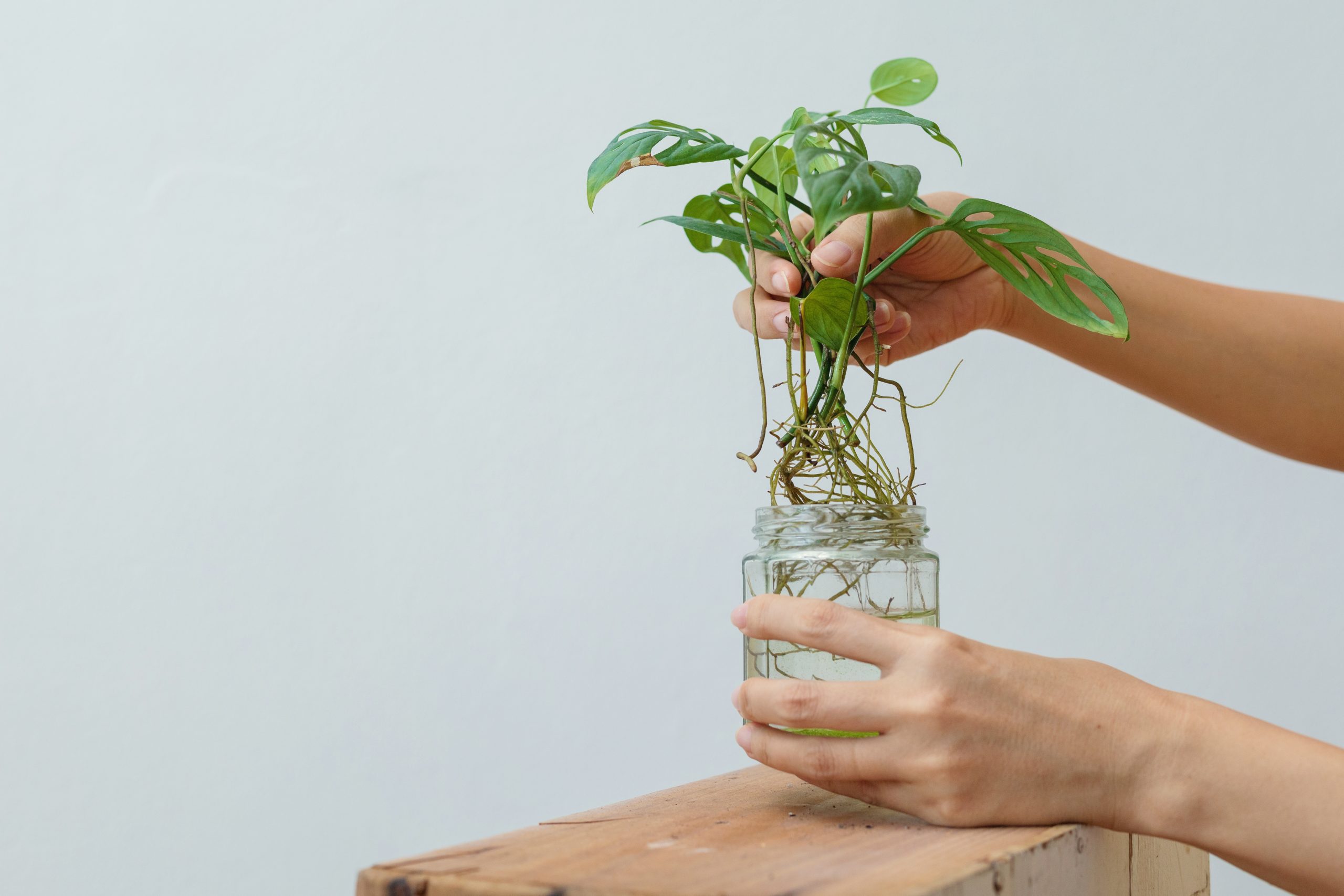 Monstera adansonii roots on water