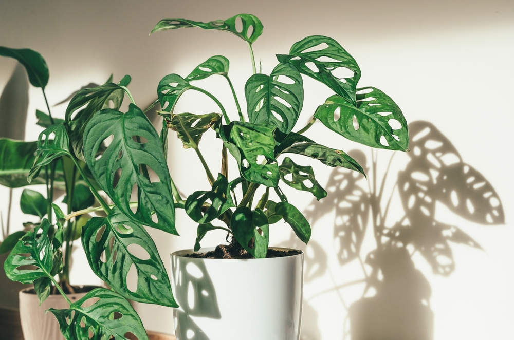 Monstera adansonii shadows cast on the wall