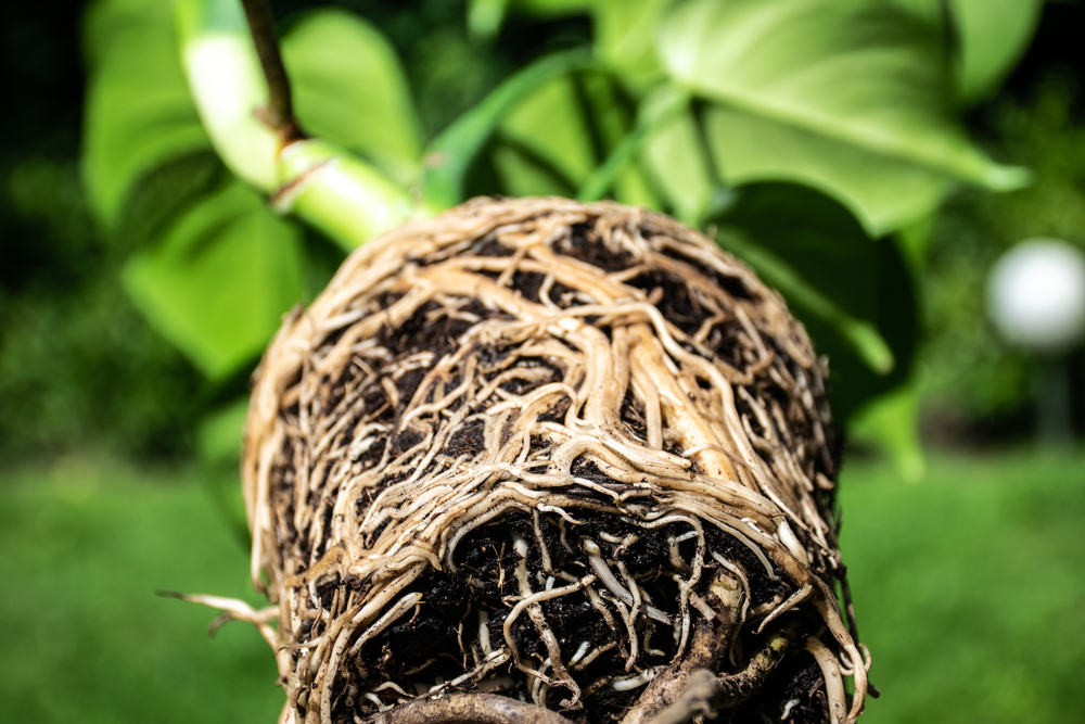 Root rot in a Monstera