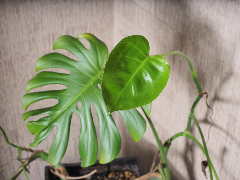 Green,Leaf,Home,Plant.,Young,Unopened,Monstera,Leaves,In,The