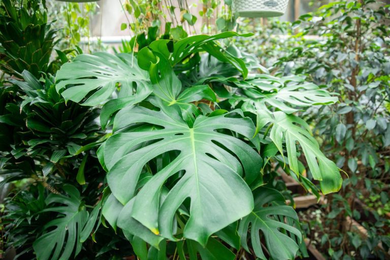 Comment rempoter Monstera avec un poteau en mousse ? (Guide étape par étape) Foliage Friend