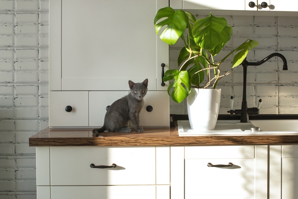 cat and monstera in the kitchen