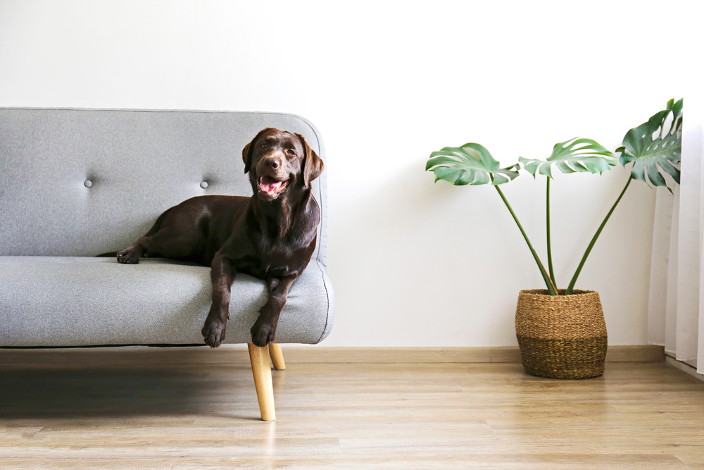 dog and monstera in the living room