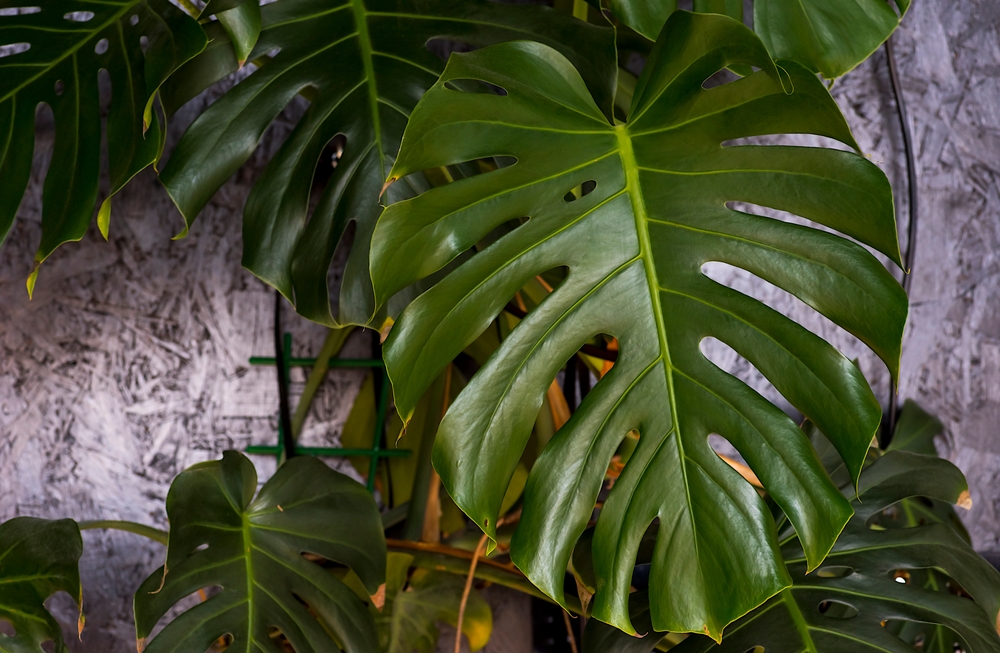 A,Large,Green,Leaf,-,Monstera,Deliciosa.,Tropical,Plants,In