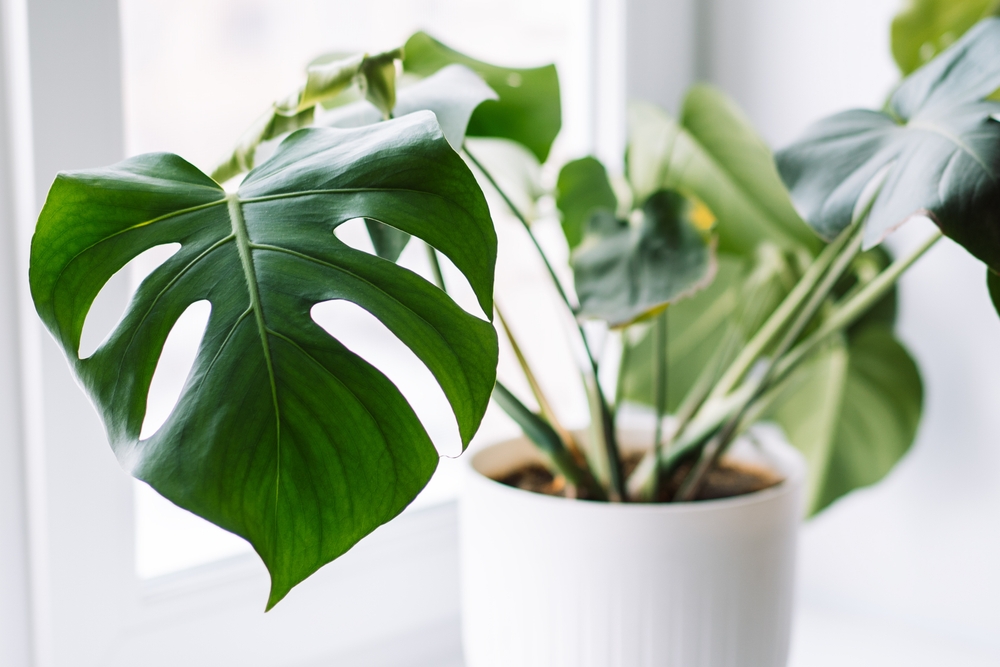 Healthy vs. Unhealthy Monstera - Foliage Friend - Learn About Different ...