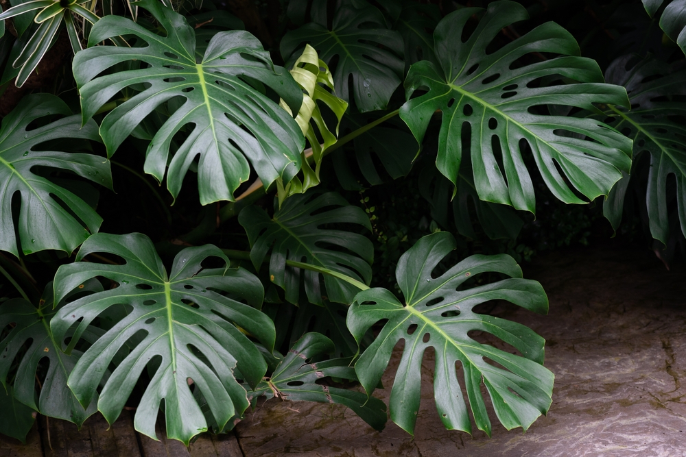 Monstera,Deliciossa,Plant,Growing,Wild,Bushy,In,The,Garden.,Monstera