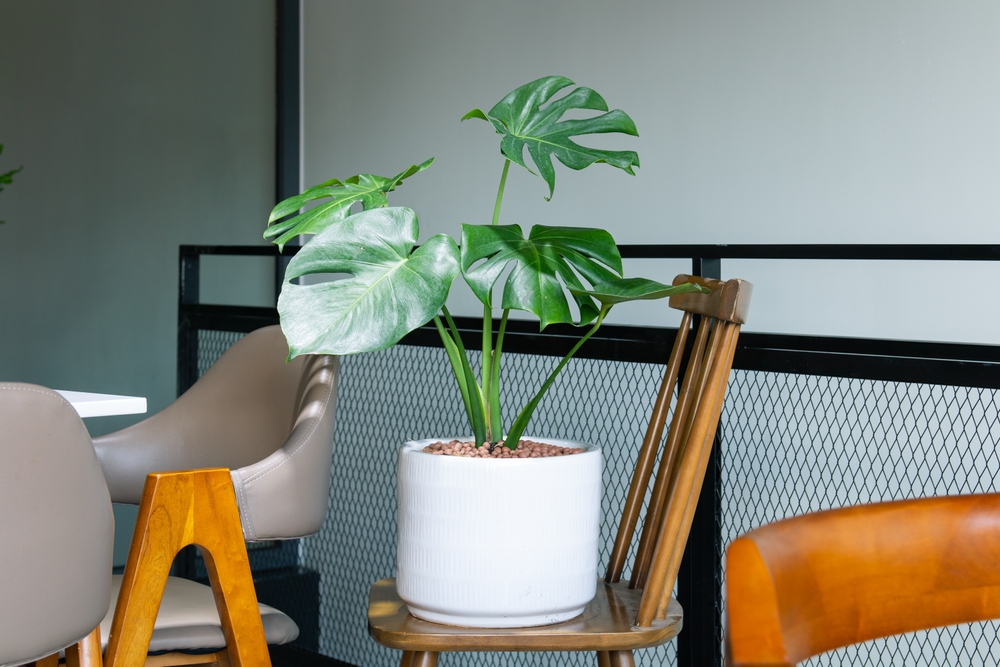 Monstera,Deliciosa,Decoration,In,The,Living,Room.,The,Concept,Of