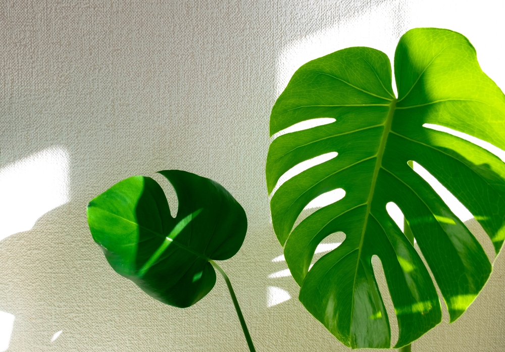 Monstera.,Large,Indoor,Green,Plant,Monstera,Deliciosa,On,A,White