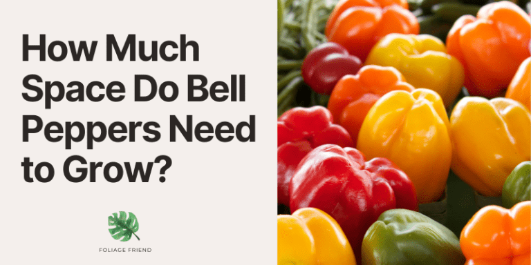 How Much Space Do Bell Peppers Need to Grow? (Fully Explained