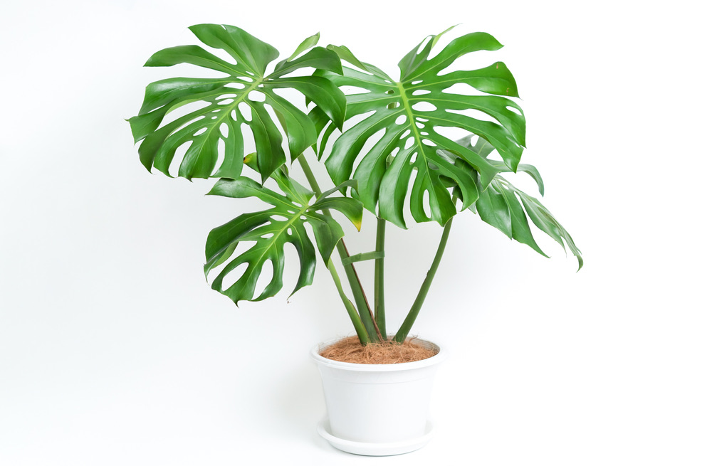 Monstera Deliciosa in a white ceramic pot