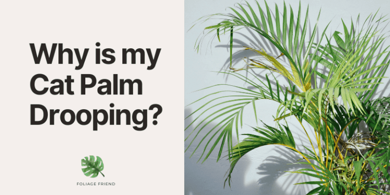 Why Is My Cat Palm Drooping? Top Reasons and Solutions - Foliage Friend ...