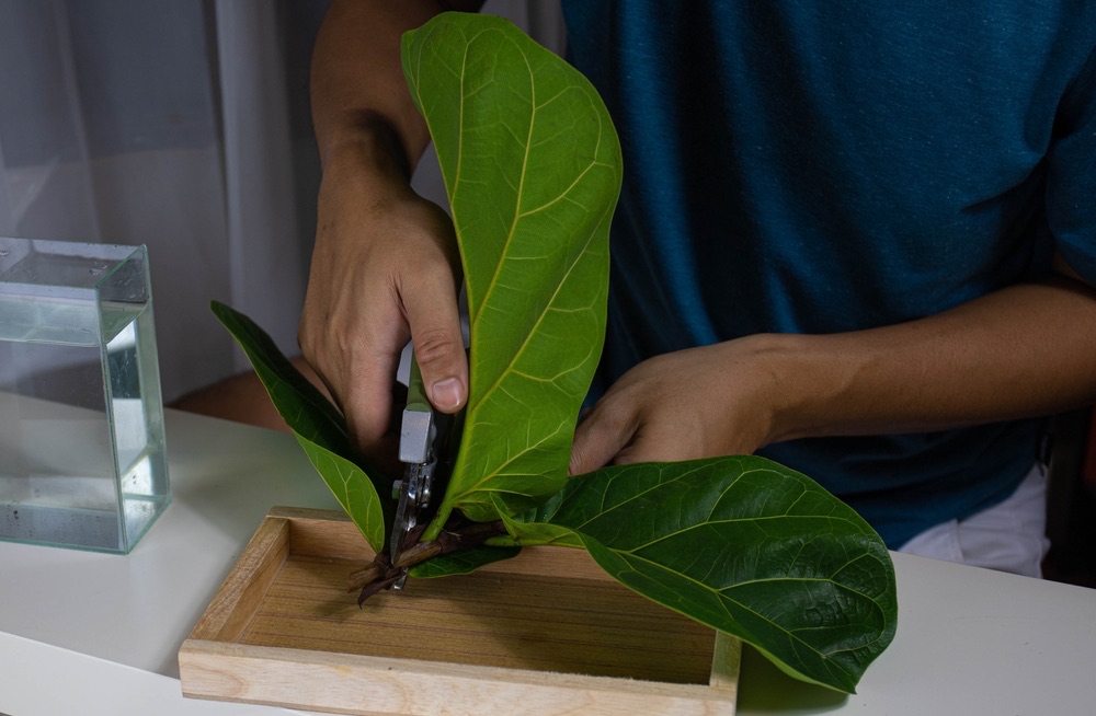 fiddle leaf fig stem cuttings