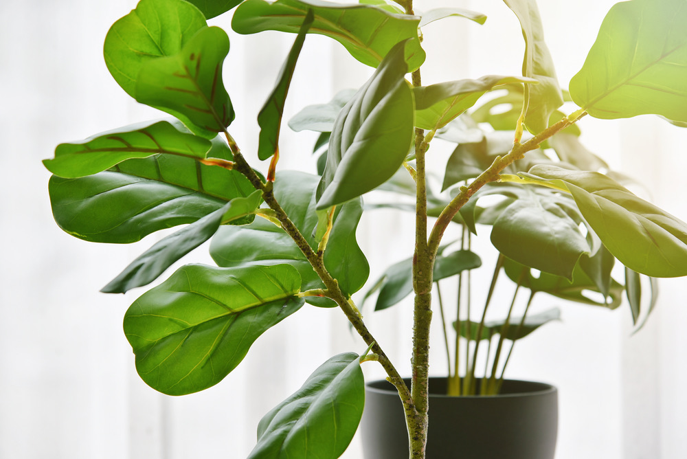 fiddle leaf figs