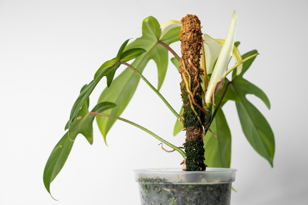 monstera growing on moss pole