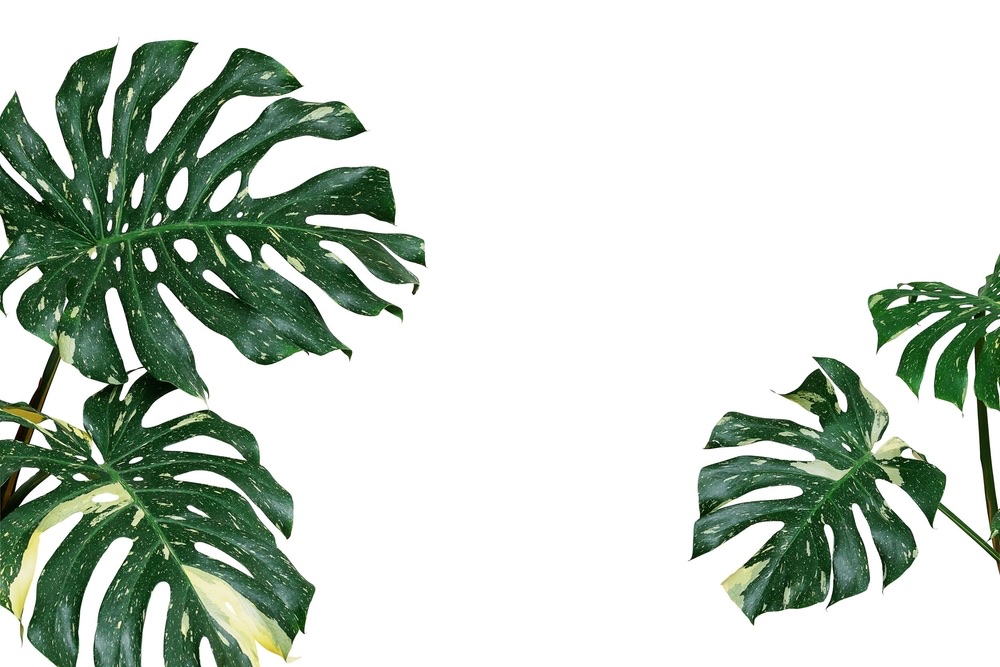 variegated Monstera leaves