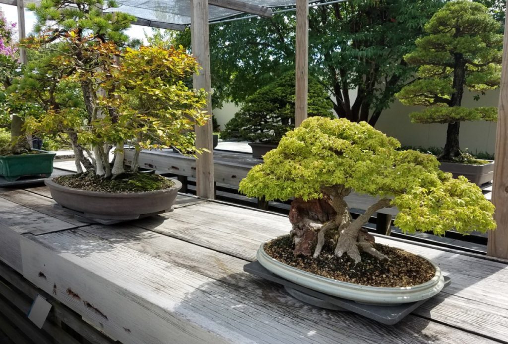 8 Best Bonsai Trees Expert Tips for Choosing the Perfect Plant