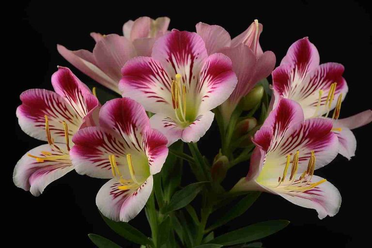 Red Alstroemeria Flower Meaning, Symbolism & Spiritual Significance