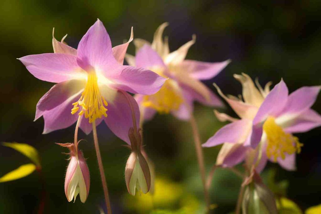 Aquilegia Flower Meaning, Symbolism & Spiritual Significance Foliage