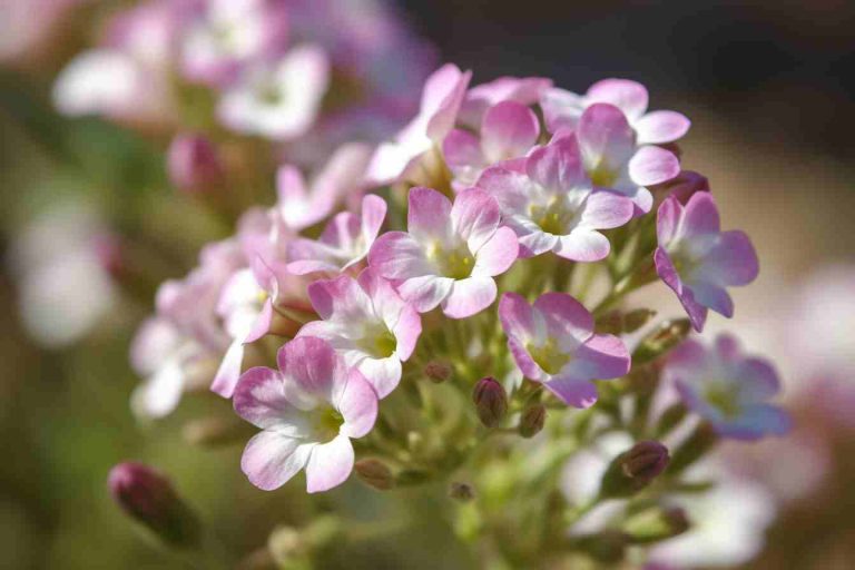 42 Flowers That Grow on Rocks: Discover Remarkable Species for Rock ...