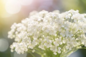 10 Flowers That Represent Humility: Humble Blooms - Foliage Friend ...