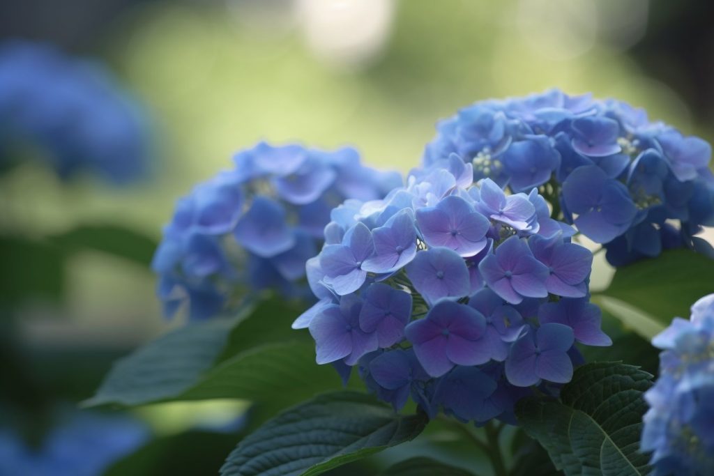 Ajisai Flower Meaning, Symbolism & Spiritual Significance Foliage