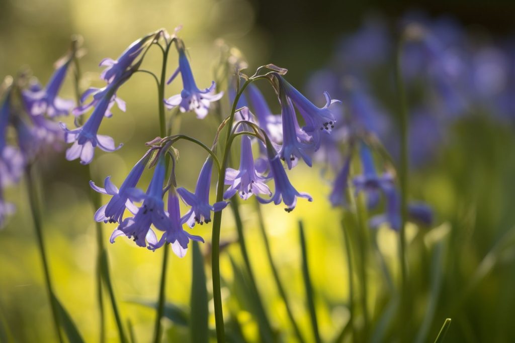 Bluebells Flower Meaning, Symbolism & Spiritual Significance Foliage
