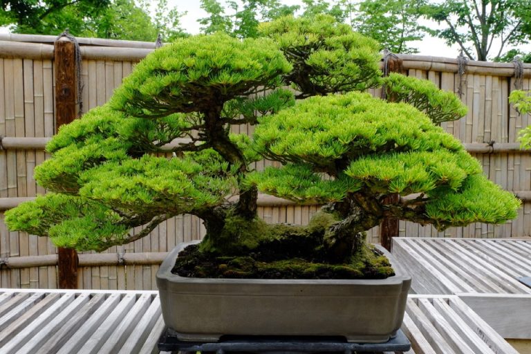 Bonsai Pine Tree Types Essential Guide to Varieties Foliage Friend