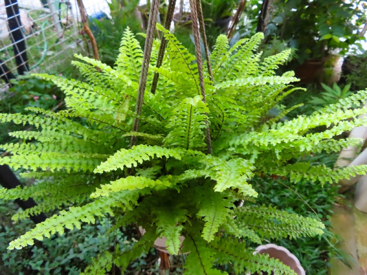 Boston Fern 1