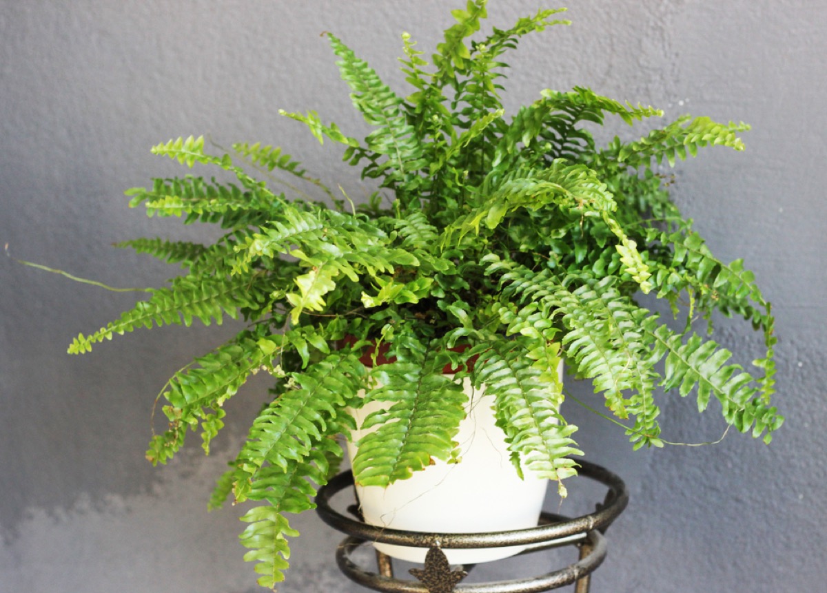 Boston Fern 3