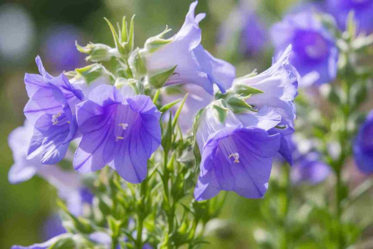 Campanula Flower Meaning, Symbolism & Spiritual Significance Foliage Friend Learn About