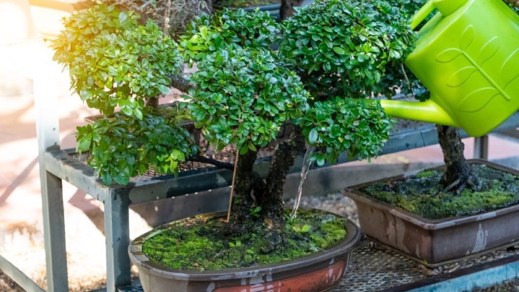 Can You Over Water a Bonsai Tree? Dangers and Prevention Tips Foliage