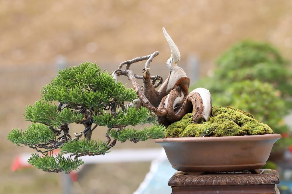 Can You Take a Bonsai Tree on a Plane Travel Tips & Guidelines