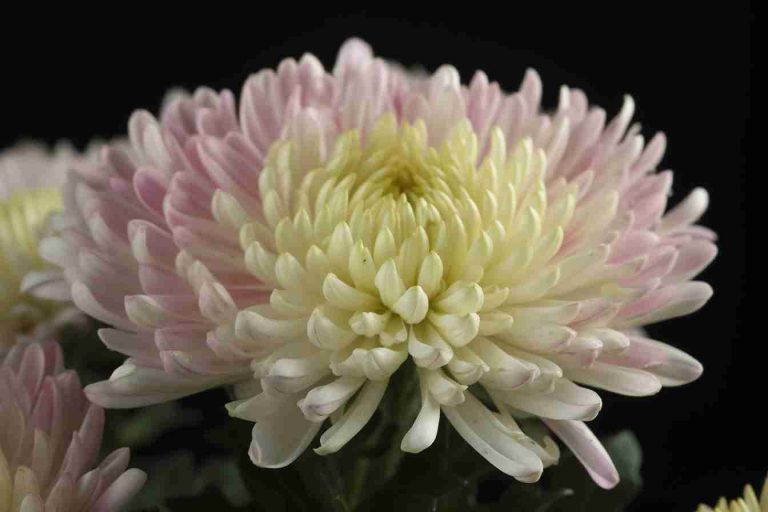 10 Flowers That Represent Thankfulness Blooms Of Appreciation