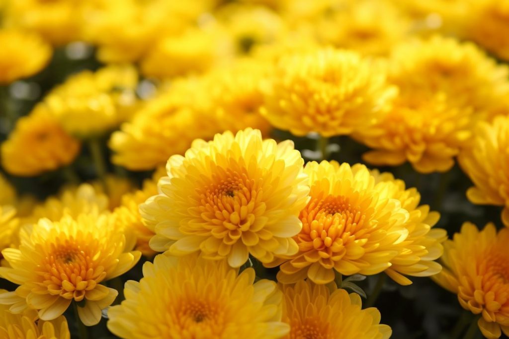 10 Flowers That Represent Prosperity Unlocking Abundance Foliage