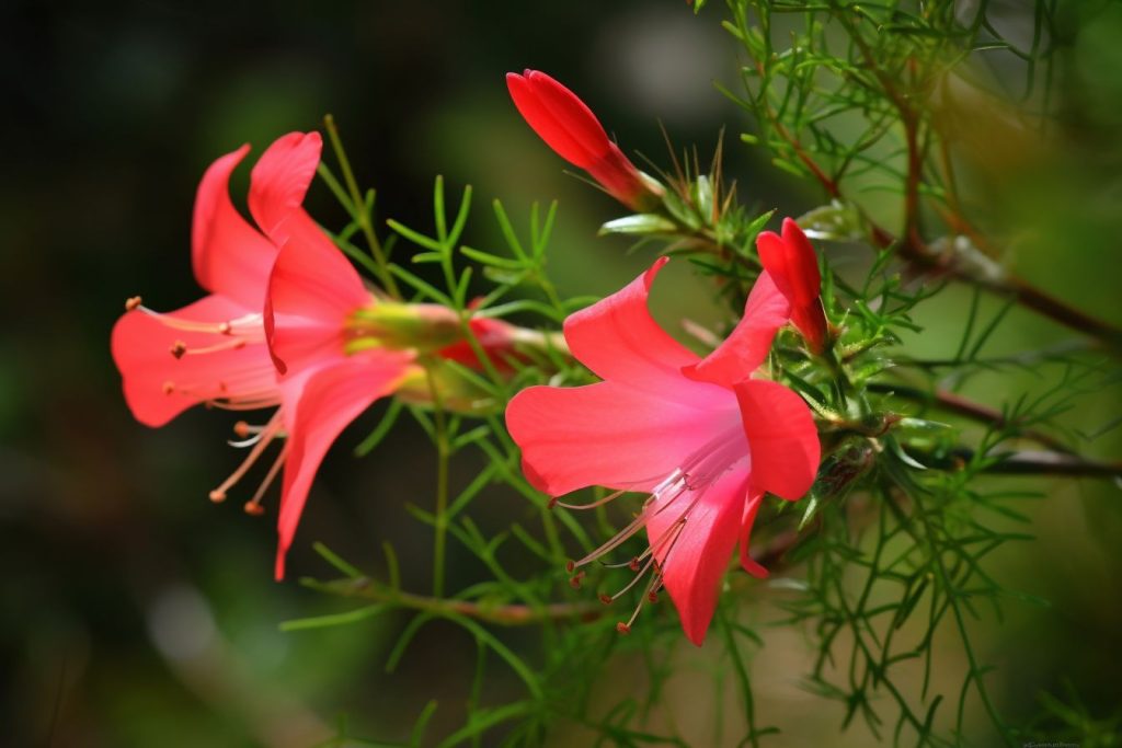 10 Flowers That Represent Heartbreak Blooms Of Lost Love Foliage