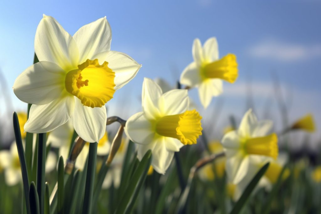 10 Flowers That Represent Grandmothers Honoring Memories Foliage