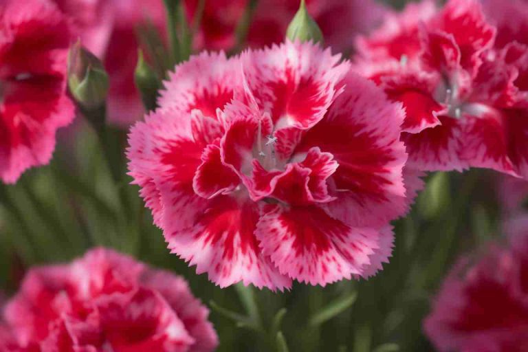 42 Flowers That Grow on Rocks: Discover Remarkable Species for Rock ...