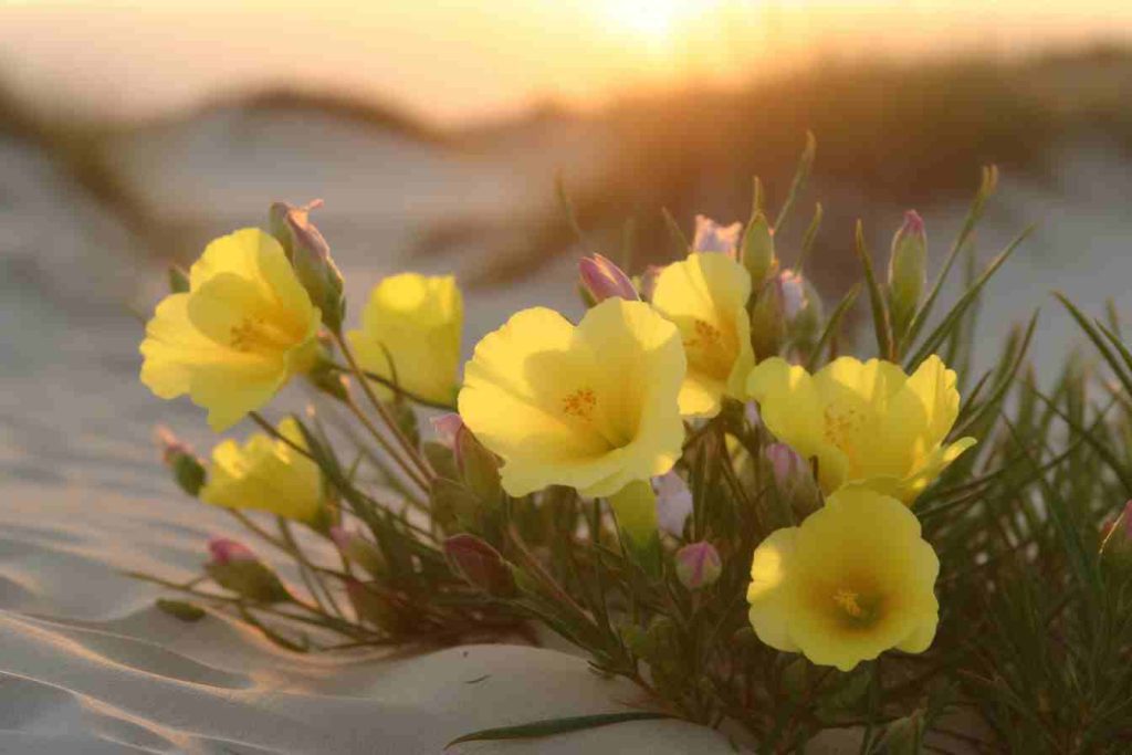 38 Flowers That Grow in the Desert Discover Remarkable Desert Blooms