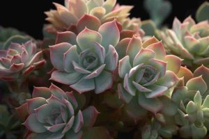 42 Flowers That Grow on Rocks: Discover Remarkable Species for Rock ...