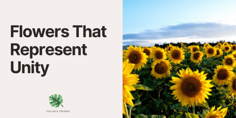 10 Flowers That Represent Unity: Blooming Together - Foliage Friend ...
